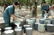 Dự báo giá mủ cao su sẽ tăng 
